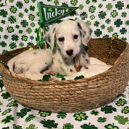 Ginger- Long Coat-Orange - White and black female Dalmatian puppy in Claremore, Oklahoma from Lotsofdots Dalmatians