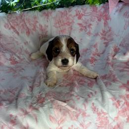 Megan - Piebald female Dachshund puppy in Lake City, Florida from My Ditzy Doxies of Florida