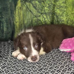 Hendrix - Seal male Border Collie puppy in Fenton, Michigan from Darrowby Border Collies