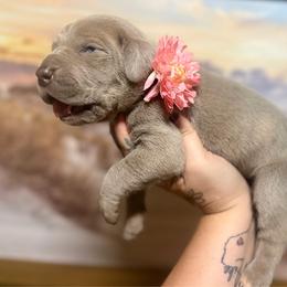 Fettacini - Silver female Great Dane puppy in Lehigh Acres, Florida from Florida Wrinkles