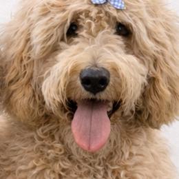 Belle - Australian Labradoodle
