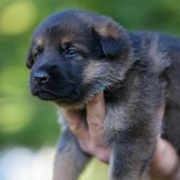 Teal Collar - Sable female German Shepherd puppy in Prospect, Connecticut from Di Massimo Canile