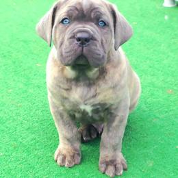 Arturo - Gray brindle male Cane Corso puppy in Nashville, Tennessee from Prestigious K9