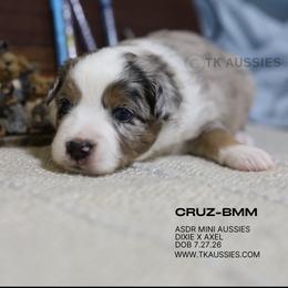 Cruz- Blue Merle Male - Blue merle male Miniature Australian Shepherd puppy in Nacogdoches, Texas from TK Standard, Mini, & Toy Aussies