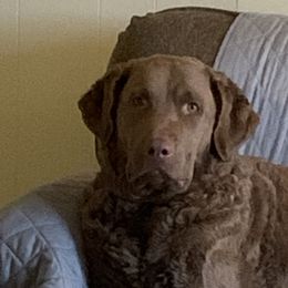 Jersey  - Chesapeake Bay Retriever