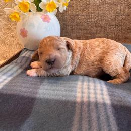 Male 1 - Red  male Goldendoodle puppy in Bucyrus, Missouri from Hill Top Pomskies