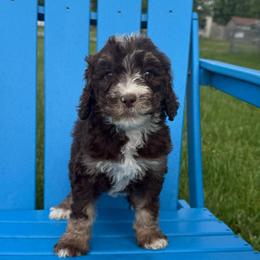 Asta - Tri-color female Bernedoodle puppy in Battle Creek, Michigan from T-Rose’s Bernedoodle & Pomsky Puppies