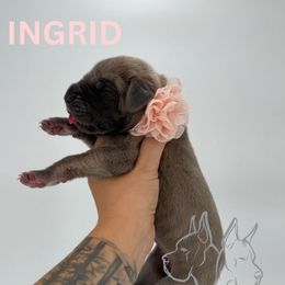 Ingrid - Brindle female Great Dane puppy in Michigan from Ohana Great Danes of Michigan