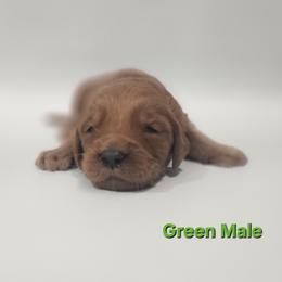 Jasper - Green Collar Male - Red  male Goldendoodle puppy in Mocksville, North Carolina from Hunting Creek Farm & Kennel