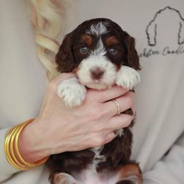 Peanut - Tri-color female Bernedoodle puppy in Jackson, Missouri from Pincksten Family Doodles