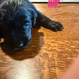 Girl 1 - Black female Labrador Retriever puppy in Black Creek, Wisconsin from Copper View Farm German Shepherds and Labrador Retreivers