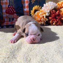Reverse Brindle Boy - Seal brindle and white male Boston Terrier puppy in Corsicana, Texas from JT Bostons