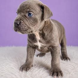 Grey - Gray brindle female Cane Corso puppy in Haslet, Texas from Trained To Go Corso Kennels (T.T.G. Corso Kennels)