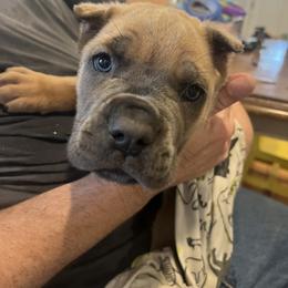 Purple Collar - Gray and fawn female Cane Corso puppy in Kingsport, Tennessee from Gray Cane Corsos