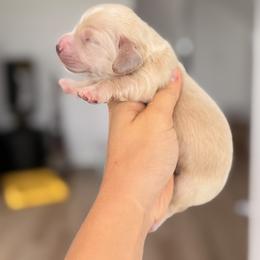 Bo - Cream male Dachshund puppy in Martinsville, Virginia from Ana’s Beautiful Doxies