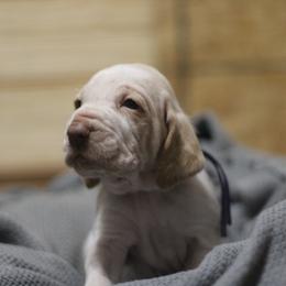 June - White and orange female Bracco Italiano puppy in Williamsburg, Virginia from Eastern Breeze