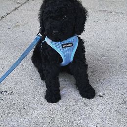 Aussiedoodle, Bernedoodle, and Poodle Puppies from Miller's Doodles