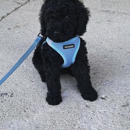 Aussiedoodle, Bernedoodle, and Poodle Puppies from Miller's Doodles