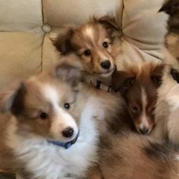 Shetland Sheepdogs from Whispering Pines Shelties