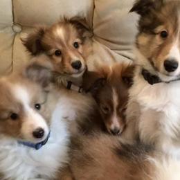 Shetland Sheepdogs from Whispering Pines Shelties