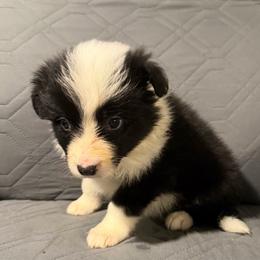 Reaper -red - Black and white female Border Collie puppy in Crawfordsville, Indiana from Rescued Dreams Border Collies