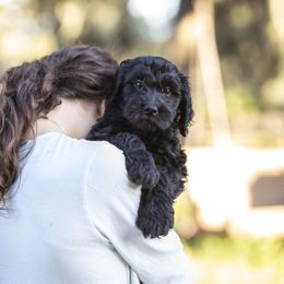 Piper Cub - male Golden Mountain Doodle puppy in Seffner, Florida from Gold Diamond Pup