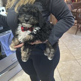 Rambo - Tri-color male Bernedoodle puppy in Mint Hill, North Carolina from DoodleForever