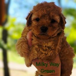 Girl 2 - Red female Cavapoo puppy in Lincolnton, North Carolina from Cuddable Pups