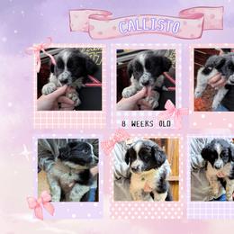 Australian Shepherd and Great Dane Puppies from AEW Farm