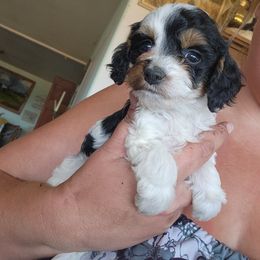 Oshi - Black white and tan female Cockapoo puppy in Ellensburg, Washington from Dawn to Dusk Cockapoos