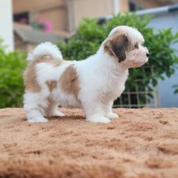 Cavachon, Cavalier King Charles Spaniel, Cavapoo, and Havanese Puppies from Peaks Pups & Cavachon Love Chocolate Cavaliers, Cavaliers, Cavachon’s, Cavapoos & Havanese