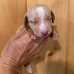 AKC Girl 1 pink - Wheaten female Dachshund puppy in Grand Valley, Pennsylvania from Dachshunds on the Hill