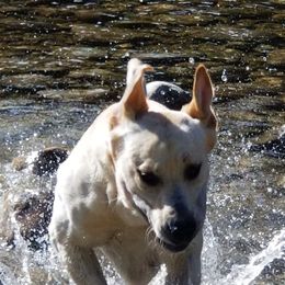 Labrador Retrievers from Lynda's Labs Lovin" Retrievers Dudley's!!