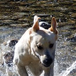 Labrador Retrievers from Lynda's Labs Lovin" Retrievers Dudley's!!