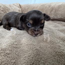 Maple - Liver female Yorkshire Terrier puppy in Elk Ridge, Utah from Janita's Yorkshire Terriers