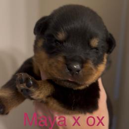 Pink collar - Black and mahogany female Rottweiler puppy in Birmingham, Alabama from K&B Rotts