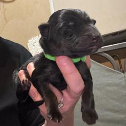 Skye - Black and tan female German Shepherd puppy in Barnhart, Missouri from Combat Creek German Shepherds