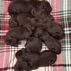 Boykin Spaniel puppies from Brier Ridge Kennels & Outfitters