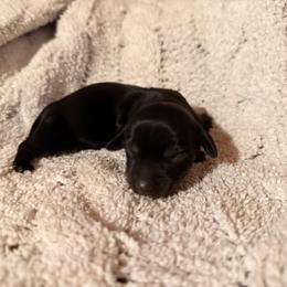 Girly - Black and tan female Dachshund puppy in Chittenango, New York from Diamond Dachshunds
