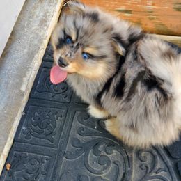 Pomsky Puppies from Pomskies of the Corn