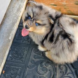 Pomsky Puppies from Pomskies of the Corn