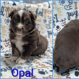Opal - Red tri-color male Australian Shepherd puppy in Squaw Valley, California from A&M Australian Shepherds