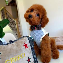 RUSTY - Red male Maltipoo puppy in Sugar Land, Texas from Celebrity Maltipoos