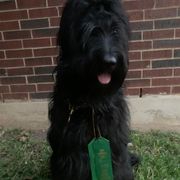 Briard All Grown Up from Phire N’ice
