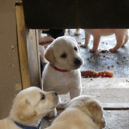 Labrador Retriever Puppies from True Labradors