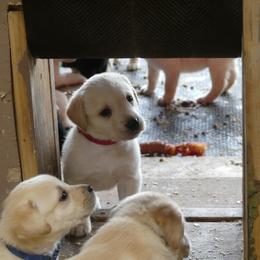 Labrador Retriever Puppies from True Labradors