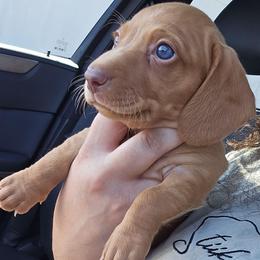 Peanut - Red female Dachshund puppy in Upland, California from The Puppy Cottage