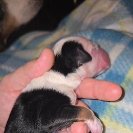 Kabob - Black tri-color male Aussiedoodle puppy in Bakersfield, California from Puppy by Design