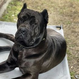 Cane Corso from High Society Cane Corso