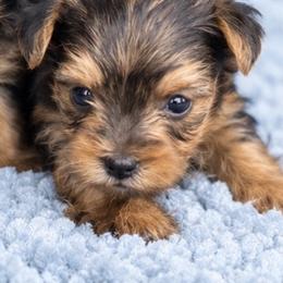 Finn - Black and gold male Yorkshire Terrier puppy in Flowood, Mississippi from Maltese Dollhouse